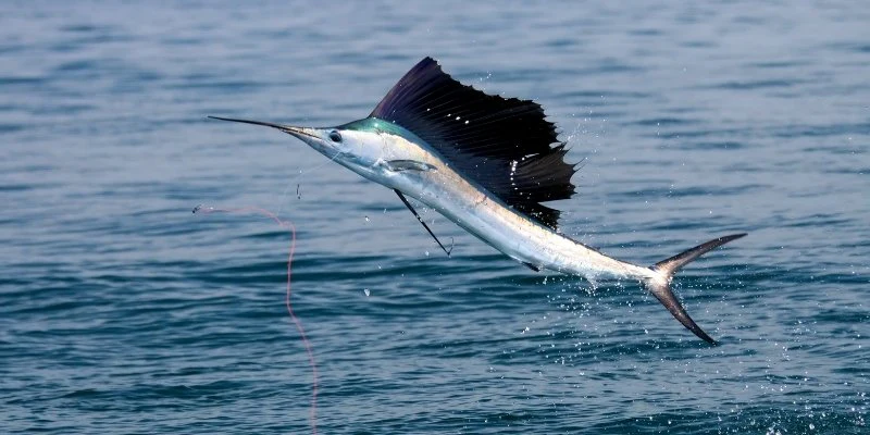 Sailfish